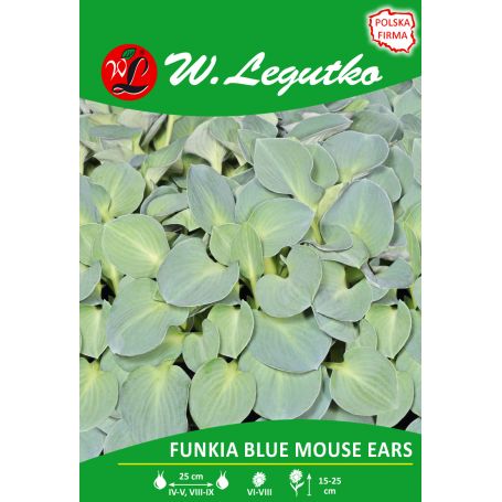 funkia-hosta-blue-mouse-ears-ziebiesko-zielony.jpg